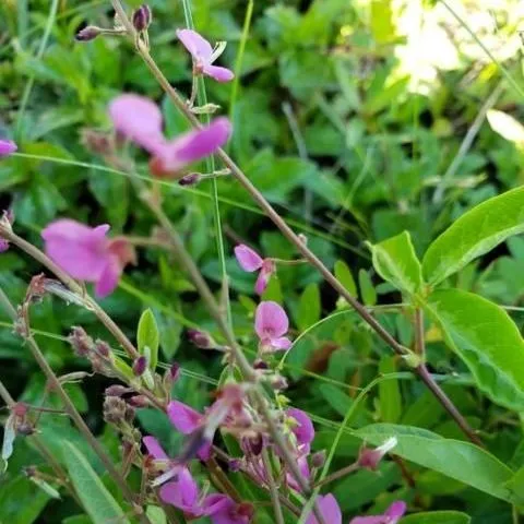 thumbnail for publication: Biology and Management of Creeping Beggarweed (Desmodium incanum) in Warm-Season Turf
